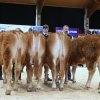 072  schauklasse 3.2 limousin - jungrinder 
